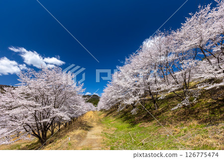 埼玉縣秩父郡東秩父村坂本 - 「虎山千本櫻」的染井吉野櫻盛開，整座山都被櫻花覆蓋 126775474