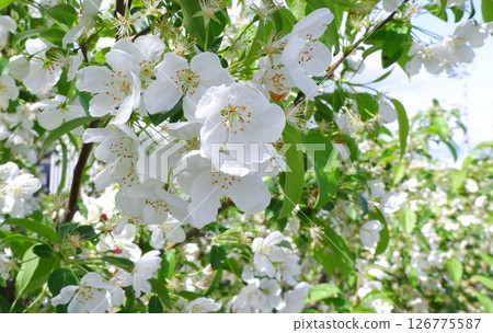 Apple blossoms Crab apple Apple blossoms Crab apple 126775587
