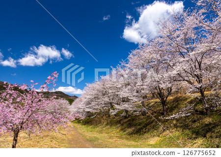 Sakamoto, Higashichichibu Village, Chichibu District, Saitama Prefecture - "Torayama's Thousand Cherry Blossoms" where cherry blossoms cover the entire mountain, with weeping cherry trees and rows of Somei Yoshino cherry trees in full bloom 126775652