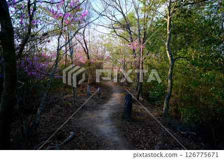 A hiking trail with beautiful Mitsuba azaleas A hiking trail with beautiful Mitsuba azaleas 126775671