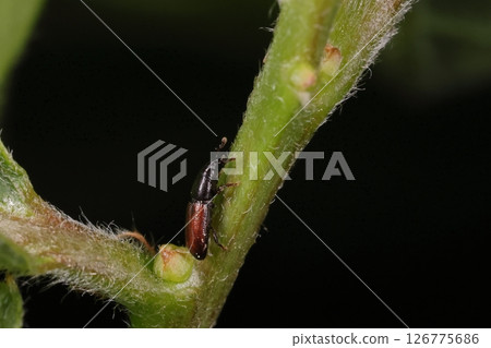 生物 - 昆蟲 - 德國樹皮象鼻蟲，身體呈黑色，前翅呈紅褐色。整體表面光滑 126775686