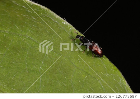 Living creatures/Insects/The German-winged weevil is said to often be found on the withered vines of wisteria and kudzu. Living creatures/Insects/The German-winged weevil is said to often be found on the withered vines of wisteria and kudzu. 126775687
