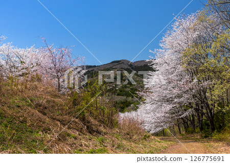 Sakamoto, Higashichichibu Village, Chichibu District, Saitama Prefecture - "Torayama's Thousand Cherry Blossoms" where cherry blossoms cover the entire mountain, with weeping cherry trees and rows of Somei Yoshino cherry trees in full bloom Sakamoto, Higashichichibu Village, Chichibu District, Saitama Prefecture - "Torayama's Thousand Cherry Blossoms" where cherry blossoms cover the entire mountain, with weeping cherry trees and rows of Somei Yoshino cherry trees in full bloom 126775691
