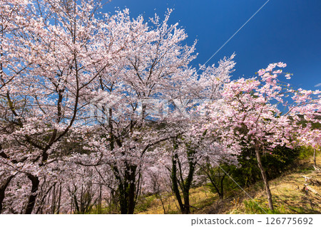 埼玉縣秩父郡東秩父村坂本 - 櫻花盛開，覆蓋整座山峰的“虎山千櫻”，垂枝櫻花樹和成排的染井吉野櫻花樹盛開 126775692