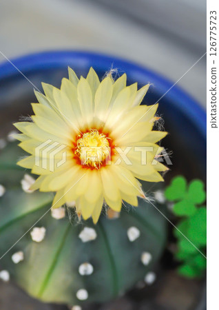 Astrophytum asteriias flower or cactus in the flower pot or Astrophytum or Astrophytum asteriias and flower Astrophytum asteriias flower or cactus in the flower pot or Astrophytum or Astrophytum asteriias and flower 126775723