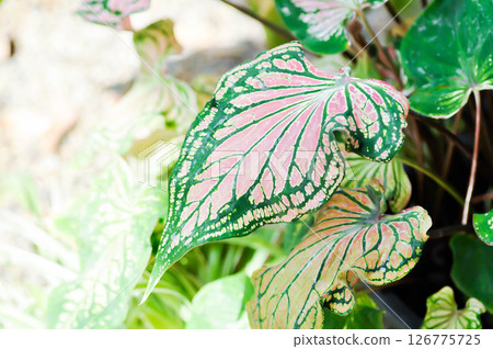 Caladium ,Caladium ThaiBeauty or Dieffenbachia seguine or Caladium bicolor or Araceae or pink leaf 126775725