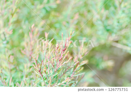 Juniperus sp, CUPRESSACEAE or pink plant Juniperus sp, CUPRESSACEAE or pink plant 126775731