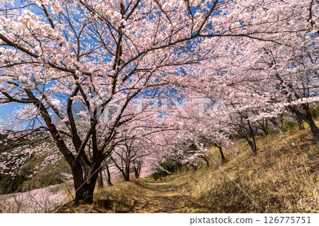 埼玉縣秩父郡東秩父村坂本 - “虎山千本櫻花” - 盛開的櫻花隧道，覆蓋整座山 126775751