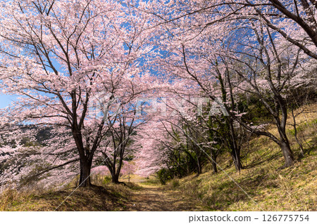 埼玉縣秩父郡東秩父村坂本 - “虎山千本櫻花” - 盛開的櫻花隧道，覆蓋整座山 126775754