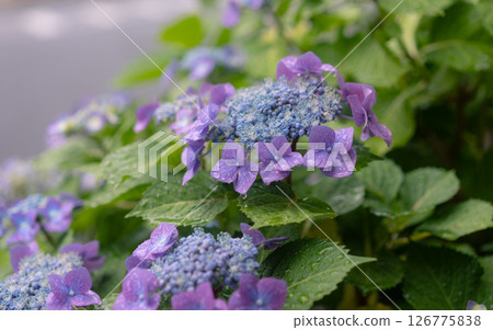 Hydrangea in the rain of the rainy season 126775838