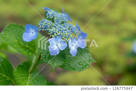 Hydrangea in the rain of the rainy season Hydrangea in the rain of the rainy season 126775847