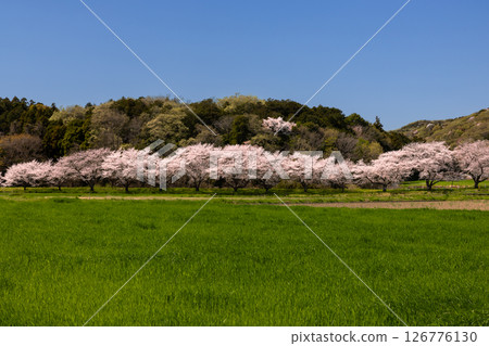 埼玉縣比企郡嵐山町菅谷 - 都岐川沿岸的染井吉野櫻林、綠色田野和山景 126776130