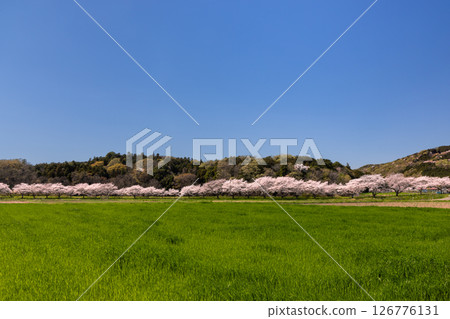 埼玉縣比企郡嵐山町菅谷 - 都岐川沿岸的染井吉野櫻林、綠色田野和山景 埼玉縣比企郡嵐山町菅谷 - 都岐川沿岸的染井吉野櫻林、綠色田野和山景 126776131