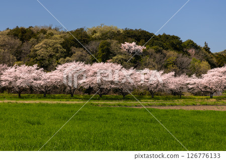 Sugaya, Arashiyama-cho, Hiki-gun, Saitama Prefecture - A row of Somei-Yoshino cherry trees along the Tokigawa River, green fields, and mountain scenery 126776133