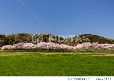 埼玉縣比企郡嵐山町菅谷 - 都岐川沿岸的染井吉野櫻林、綠色田野和山景 126776134