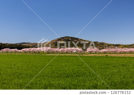 Sugaya, Arashiyama-cho, Hiki-gun, Saitama Prefecture - A row of Somei-Yoshino cherry trees along the Tokigawa River, green fields, and mountain scenery 126776152