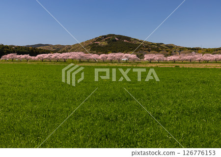 Sugaya, Arashiyama-cho, Hiki-gun, Saitama Prefecture - A row of Somei-Yoshino cherry trees along the Tokigawa River, green fields, and mountain scenery Sugaya, Arashiyama-cho, Hiki-gun, Saitama Prefecture - A row of Somei-Yoshino cherry trees along the Tokigawa River, green fields, and mountain scenery 126776153