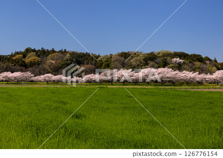 Sugaya, Arashiyama-cho, Hiki-gun, Saitama Prefecture - A row of Somei-Yoshino cherry trees along the Tokigawa River, green fields, and mountain scenery Sugaya, Arashiyama-cho, Hiki-gun, Saitama Prefecture - A row of Somei-Yoshino cherry trees along the Tokigawa River, green fields, and mountain scenery 126776154