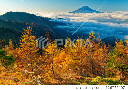 大菩薩山和雲層之上的富士山的落葉松黃葉 126776407