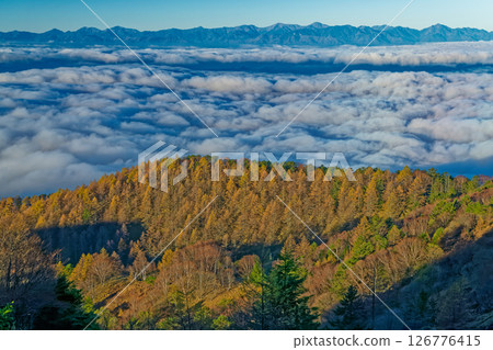 大菩薩山的落葉松和雲層之上的南阿爾卑斯山的黃葉 大菩薩山的落葉松和雲層之上的南阿爾卑斯山的黃葉 126776415