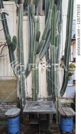 Tall green cacti against a weathered wooden wall with a rustic black table and blue barrel stools on a brick floor in an outdoor garden setting. Tall green cacti against a weathered wooden wall with a rustic black table and blue barrel stools on a brick floor in an outdoor garden setting. 126776580