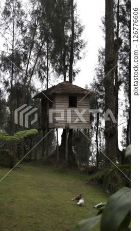 Wooden treehouse with thatched roof nestled among tall pine trees in a serene forest with green grass, lush foliage, and birds on the ground under an overcast sky. 126776606