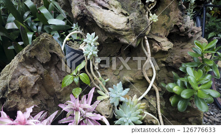 Weathered Tree Trunk with Lush Succulents and Pink Bromeliads in a Rustic Garden Setting with Green Foliage and Pebble Ground 126776633