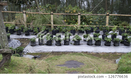Strawberry plants growing in black plastic grow bags on a mulched farm with bamboo fencing and surrounding greenery in a rural agricultural setting. 126776636