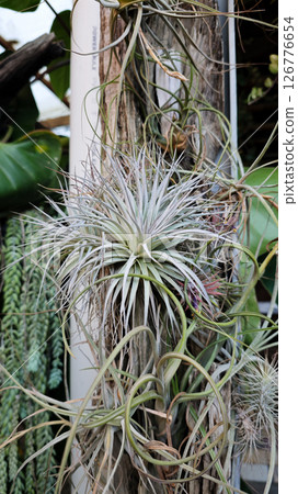 Close-up of Air Plants with Thin Spiky Leaves Growing on a Wooden Surface in a Lush Green Garden Setting with Natural Light and a Blurred Background Close-up of Air Plants with Thin Spiky Leaves Growing on a Wooden Surface in a Lush Green Garden Setting with Natural Light and a Blurred Background 126776654