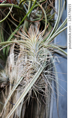 Close-up of Air Plants with Thin Spiky Leaves Growing on a Wooden Surface in a Lush Green Garden Setting with Natural Light and a Blurred Background Close-up of Air Plants with Thin Spiky Leaves Growing on a Wooden Surface in a Lush Green Garden Setting with Natural Light and a Blurred Background 126776655