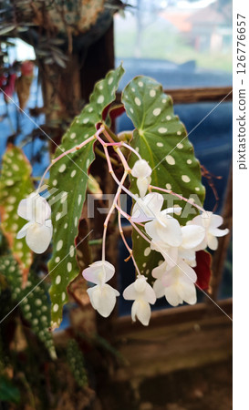 Spotted Begonia Maculata Leaves with Delicate White Flowers Blooming in a Rustic Greenhouse Setting with Natural Light and a Blurred Wooden Window Background Spotted Begonia Maculata Leaves with Delicate White Flowers Blooming in a Rustic Greenhouse Setting with Natural Light and a Blurred Wooden Window Background 126776657