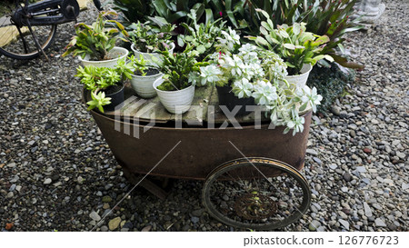 Rustic Wheelbarrow Decorated with Succulent Plants in Potted Arrangements on Gravel Pathway in a Lush Outdoor Garden Setting Rustic Wheelbarrow Decorated with Succulent Plants in Potted Arrangements on Gravel Pathway in a Lush Outdoor Garden Setting 126776723