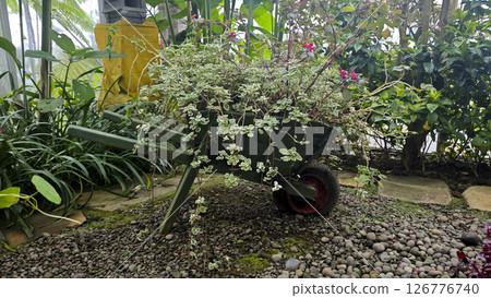 Vintage wooden wheelbarrow planter filled with lush green and variegated foliage in a greenhouse garden setting with tropical plants and natural stone flooring creating a rustic aesthetic Vintage wooden wheelbarrow planter filled with lush green and variegated foliage in a greenhouse garden setting with tropical plants and natural stone flooring creating a rustic aesthetic 126776740