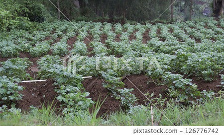 Lush Green Potato Plants Growing in Neatly Arranged Rows on a Fertile Farmland with Dark Brown Soil in a Rural Agricultural Landscape Surrounded by Tall Trees Under a Natural Outdoor Setting 126776742