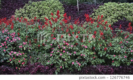 Vibrant Red and Pink Flower Garden with Dense Green Foliage and Colorful Plants in a Lush Outdoor Landscape Surrounded by Rich Natural Vegetation in a Scenic Park Setting 126776746