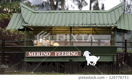 Merino Sheep Feeding Pen with Green Metal Roof and Wooden Enclosure in a Rural Farm Setting Surrounded by Trees and Lush Vegetation During an Overcast Day 126776751
