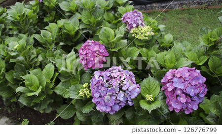 Vibrant purple and pink hydrangea flowers surrounded by lush green leaves in a well-maintained garden on a cloudy day 126776799