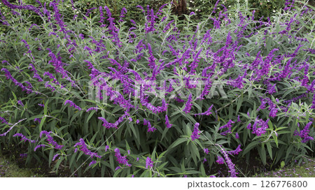 Lush purple Mexican sage bush in full bloom with vibrant flowers and green foliage in a serene garden setting Lush purple Mexican sage bush in full bloom with vibrant flowers and green foliage in a serene garden setting 126776800
