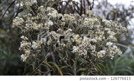 Blooming Javanese Edelweiss Anaphalis Javanica with Soft White and Yellow Flowers in Natural Mountain Habitat on a Cloudy Day Blooming Javanese Edelweiss Anaphalis Javanica with Soft White and Yellow Flowers in Natural Mountain Habitat on a Cloudy Day 126776815