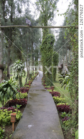 Serene Garden Pathway Surrounded by Lush Greenery and Ivy-Covered Trees in a Tranquil Forest Setting Serene Garden Pathway Surrounded by Lush Greenery and Ivy-Covered Trees in a Tranquil Forest Setting 126776827