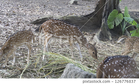 Spotted deer grazing in a serene woodland habitat surrounded by dry leaves and green foliage near a tree trunk with natural light highlighting their gentle movement 126776837