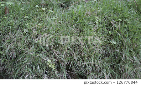 Close-up view of vibrant green grass with small clover leaves and natural texture in an outdoor garden setting on a sunny day Close-up view of vibrant green grass with small clover leaves and natural texture in an outdoor garden setting on a sunny day 126776844