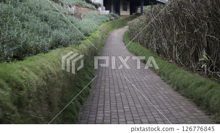 Brick pathway bordered by green grass and lavender plants leading to a cozy building with natural hedges in a tranquil garden setting Brick pathway bordered by green grass and lavender plants leading to a cozy building with natural hedges in a tranquil garden setting 126776845