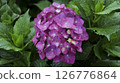 Vibrant purple hydrangea flower cluster surrounded by lush green foliage on a rainy day in a natural garden setting 126776864