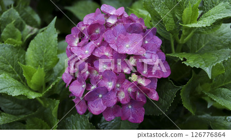 Vibrant purple hydrangea flower cluster surrounded by lush green foliage on a rainy day in a natural garden setting 126776864