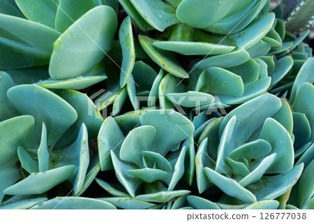 An abstract leaf of Crassulaceae succulent plants texture and background. An abstract leaf of Crassulaceae succulent plants texture and background. 126777038