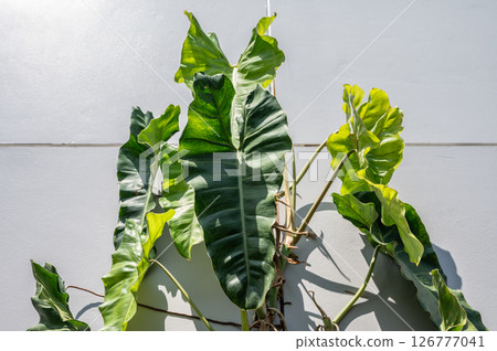 Philodendron Paraiso Verde climbing on house wall as houseplant. Philodendron Paraiso Verde is a tropical plant known for its colorful variegation and growth habit. Philodendron Paraiso Verde climbing on house wall as houseplant. Philodendron Paraiso Verde is a tropical plant known for its colorful variegation and growth habit. 126777041