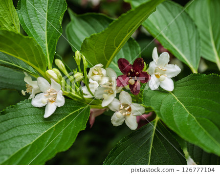 Flowers that change from white to red [Hakonetsugi] 126777104