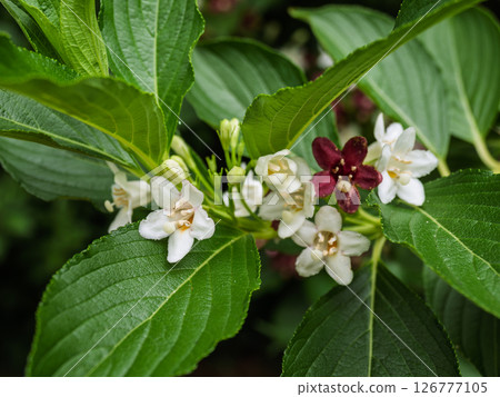 由白變紅的花【箱根】 由白變紅的花【箱根】 126777105