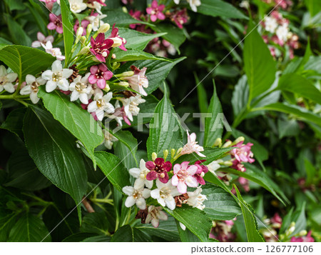 由白變紅的花【箱根】 126777106
